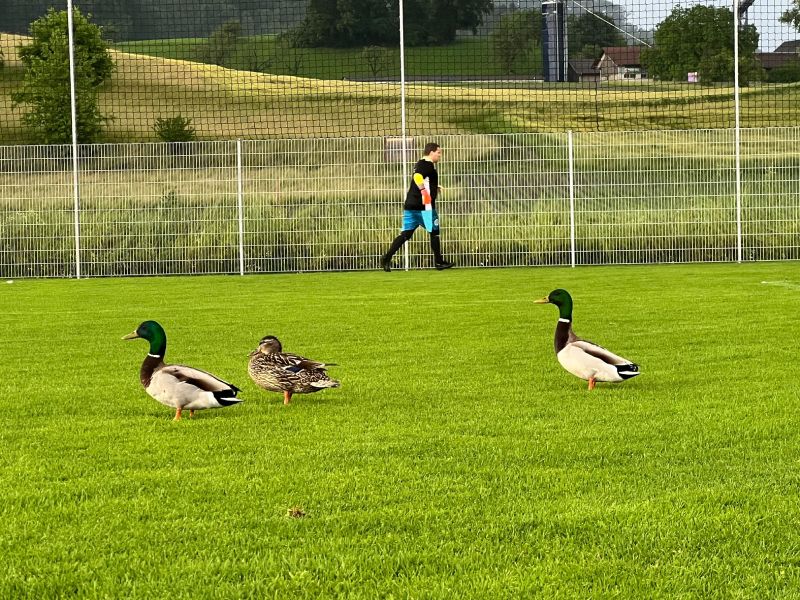 Senioren 30+: Mit Kantersieg den Ligatitel geholt